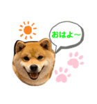 柴犬のゆき丸♡気持ち（個別スタンプ：16）