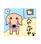 シニア犬(17)ティアラの日常（個別スタンプ：2）