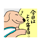 シニア犬(17)ティアラの日常（個別スタンプ：10）