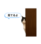 にゃんちゃんパート3（個別スタンプ：4）