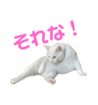ねこ★ねこ★ねこ⑤（個別スタンプ：2）