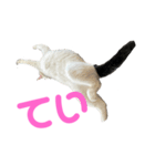 ねこ★ねこ★ねこ⑤（個別スタンプ：3）
