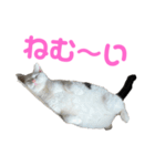 ねこ★ねこ★ねこ⑤（個別スタンプ：4）