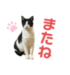 ねこ★ねこ★ねこ⑤（個別スタンプ：5）