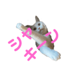 ねこ★ねこ★ねこ⑤（個別スタンプ：6）