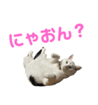 ねこ★ねこ★ねこ⑤（個別スタンプ：7）