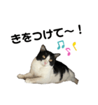 ねこ★ねこ★ねこ⑤（個別スタンプ：8）