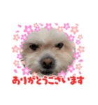 ルナ！ブラン！（個別スタンプ：5）