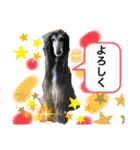 可愛らしいアフガンハウンドです（個別スタンプ：2）