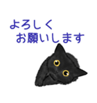 黒猫のやまとくん基本の冬のご挨拶（個別スタンプ：9）