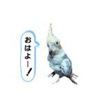 オカメインコのポルカちゃん（個別スタンプ：2）