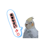 オカメインコのポルカちゃん（個別スタンプ：4）