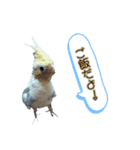 オカメインコのポルカちゃん（個別スタンプ：5）
