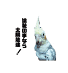 オカメインコのポルカちゃん（個別スタンプ：6）