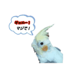 オカメインコのポルカちゃん（個別スタンプ：7）