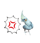 オカメインコのポルカちゃん（個別スタンプ：12）
