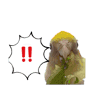 オカメインコのポルカちゃん（個別スタンプ：13）