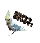 オカメインコのポルカちゃん（個別スタンプ：16）