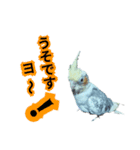 オカメインコのポルカちゃん（個別スタンプ：17）