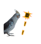 オカメインコのポルカちゃん（個別スタンプ：18）