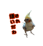 オカメインコのポルカちゃん（個別スタンプ：22）