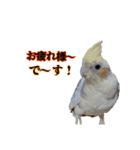 オカメインコのポルカちゃん（個別スタンプ：23）