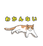 ご近所のノラ猫さん。日常編（個別スタンプ：16）