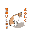 ご近所のノラ猫さん。日常編（個別スタンプ：17）