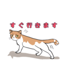 ご近所のノラ猫さん。日常編（個別スタンプ：22）