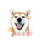 柴犬 意外と使えるスタンプ（個別スタンプ：2）