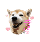 柴犬 意外と使えるスタンプ（個別スタンプ：3）
