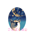 柴犬 意外と使えるスタンプ（個別スタンプ：4）