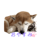 柴犬 意外と使えるスタンプ（個別スタンプ：5）