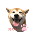 柴犬 意外と使えるスタンプ（個別スタンプ：6）