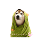 柴犬 意外と使えるスタンプ（個別スタンプ：7）