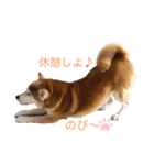 柴犬 意外と使えるスタンプ（個別スタンプ：8）