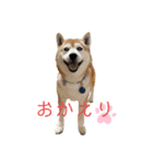 柴犬 意外と使えるスタンプ（個別スタンプ：11）