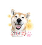 柴犬 意外と使えるスタンプ（個別スタンプ：12）