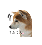 柴犬 意外と使えるスタンプ（個別スタンプ：13）