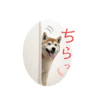 柴犬 意外と使えるスタンプ（個別スタンプ：14）
