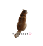 柴犬 意外と使えるスタンプ（個別スタンプ：15）