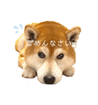 柴犬 意外と使えるスタンプ（個別スタンプ：17）