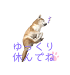 柴犬 意外と使えるスタンプ（個別スタンプ：19）