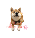 柴犬 意外と使えるスタンプ（個別スタンプ：21）