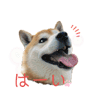 柴犬 意外と使えるスタンプ（個別スタンプ：22）