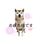 柴犬 意外と使えるスタンプ（個別スタンプ：23）