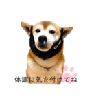 柴犬 意外と使えるスタンプ（個別スタンプ：26）