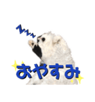 ピゲ様 2（個別スタンプ：2）
