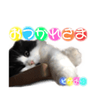 ピゲ様 2（個別スタンプ：3）