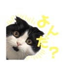 ピゲ様 2（個別スタンプ：11）